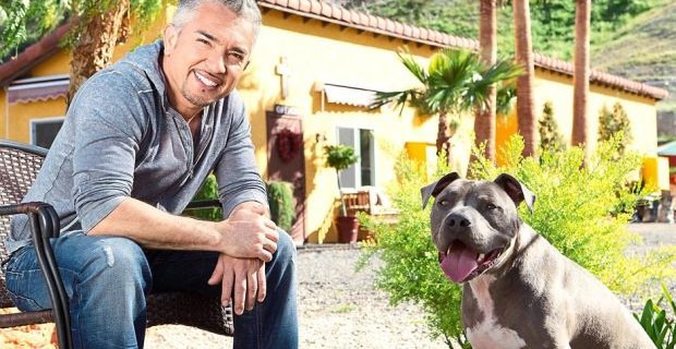 Cesar Millan Heads To KL